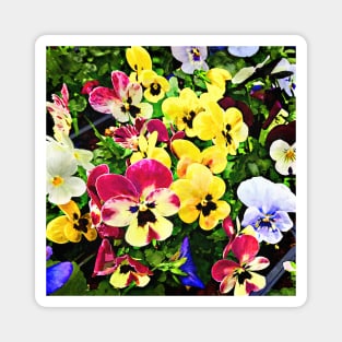 Flat of Pansies Mixed Colors Magnet