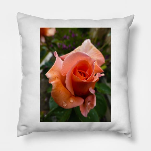 The Orange Rose with Dew Pillow by PictureNZ