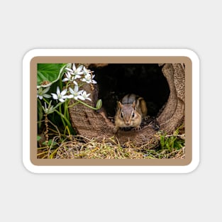 Chipmunk peeks out of his log home Magnet