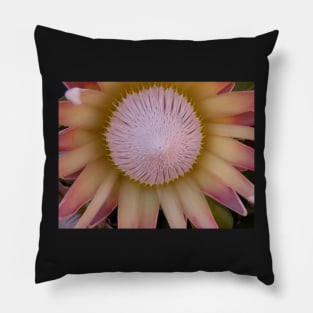 Flower Simbol of South Africa-Protea! Pillow