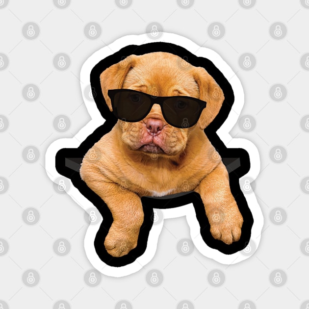 Cool Cute Puppy Dog In A Pocket Magnet by DPattonPD