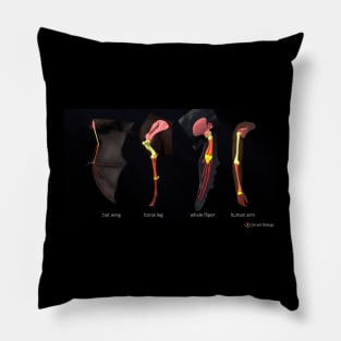 Homology Pillow