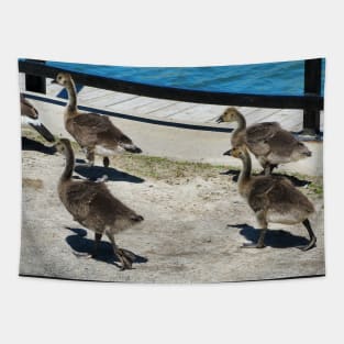 A Family Of Canada Goose Goslings Tapestry