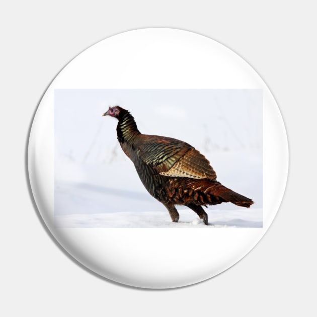 Wild Turkey...Wild Colours Pin by Jim Cumming