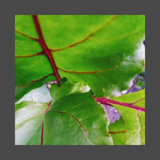 Red Beet Foliage by Hajarsdeco