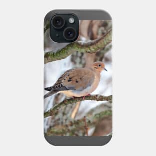 Mourning Dove Perched In a Tree Staring At The Camera In The Winter Phone Case