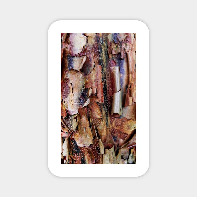 Natural Abstract (paperbark maple tree detail) Magnet by LaurieMinor