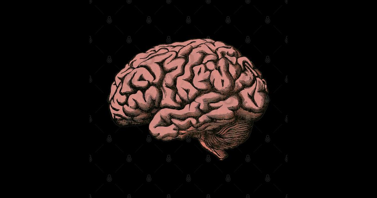 Brain Brain Sticker TeePublic