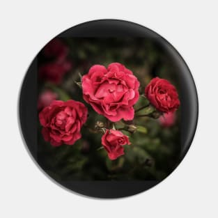 Insect On A Rose Pin