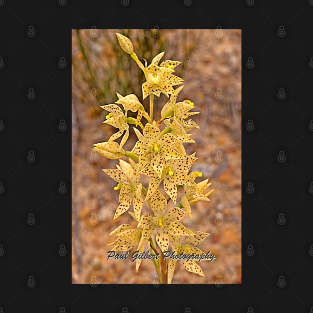 Freckled Sun Orchid - Thelymitra sargentii - Western Australia by pops