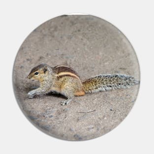 Striped Squirrel Looking Cute Pin