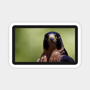 Peregrine Falcon Magnet