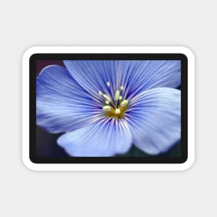 Blue Flower Magnet