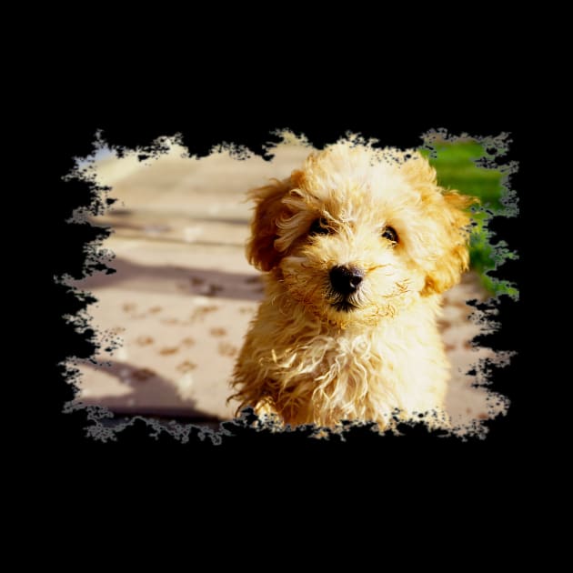 Toy Poodle Pup by Nicole Gath Photography