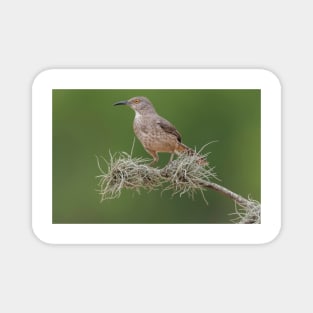 Portrait of a Long-billed thrasher Magnet