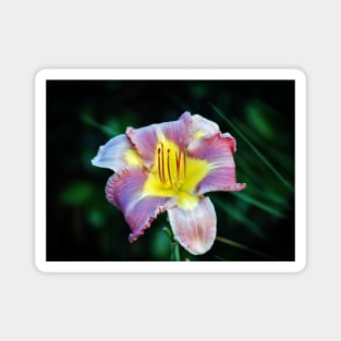 Lavender And Yellow Lily Magnet