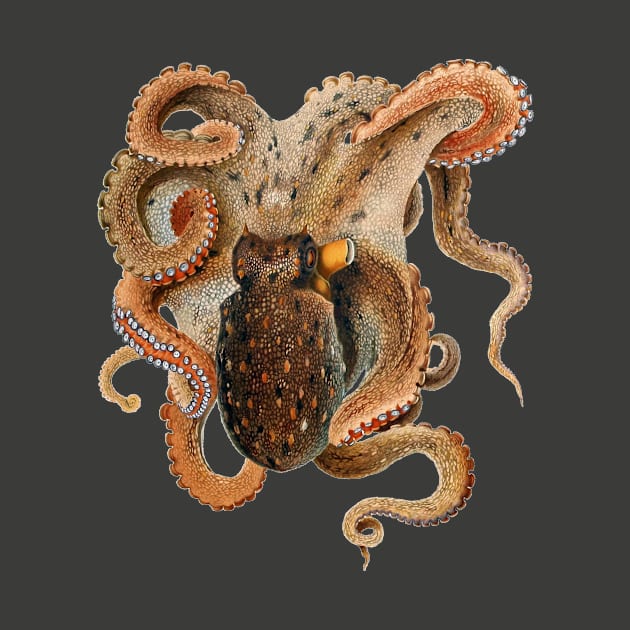 Vintage Octopus Vulgaris by Giacomo Merculiano by MasterpieceCafe