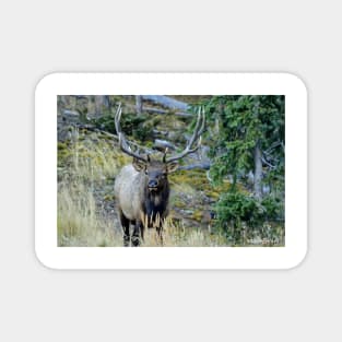 Elk Rut Magnet