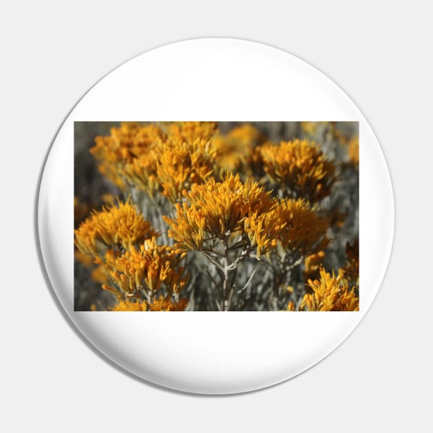 Sage in Bloom Pin by Rob Johnson Photography