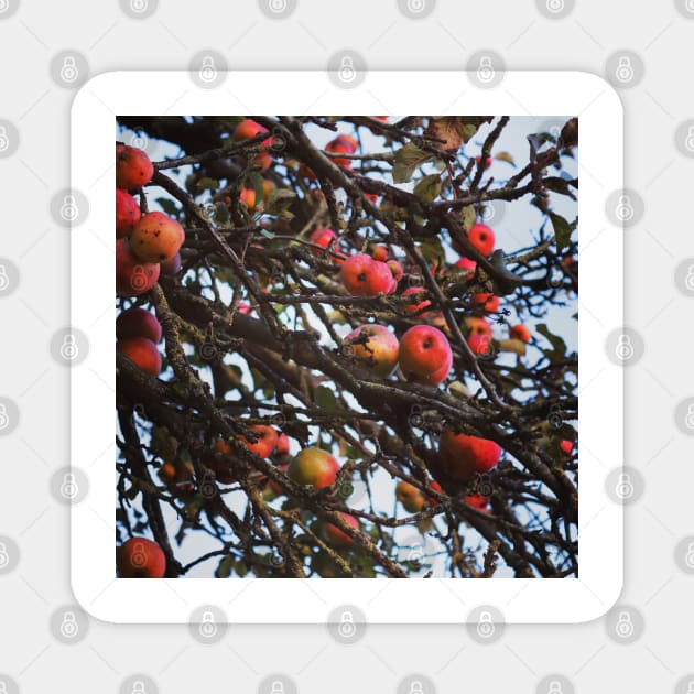 Autumnal apple tree Magnet by Jonesyinc