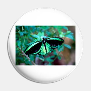 Female Cairns Birdwing Pin