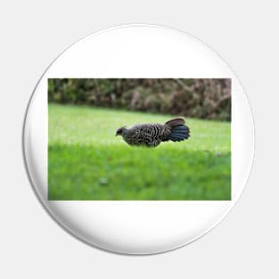 Ring-necked pheasant 2 Pin