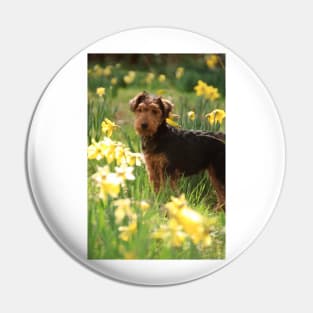 Welsh Terrier puppy amongst daffodils Pin