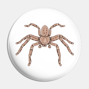 Isopedia leai Huntsman spider Pin