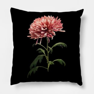 Chrysanthemums - Chrysanthemum Shelbers Pillow