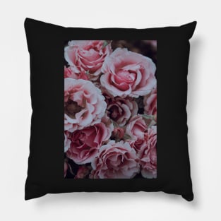 Pastel Pink Garden Roses in Summer Pillow