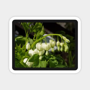 white bleeding hearts #3 Magnet