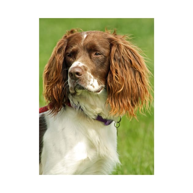 Springer Spaniel by Furtographic