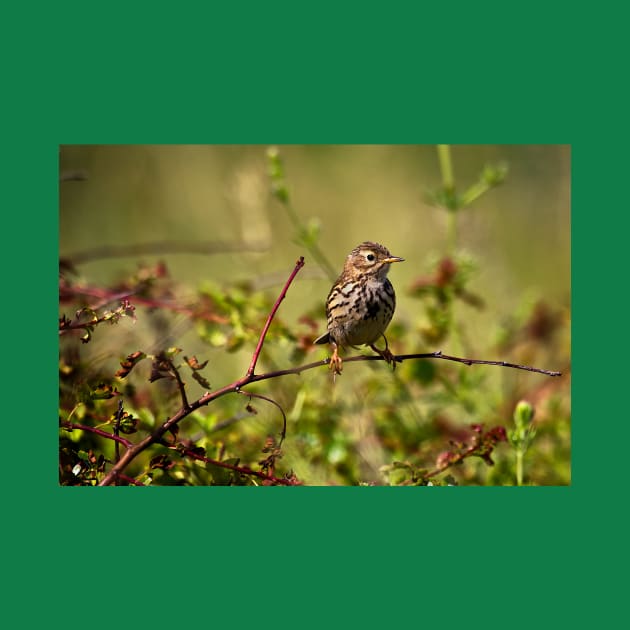 Young Sky Lark enjoying a rest in the sunshine by Violaman