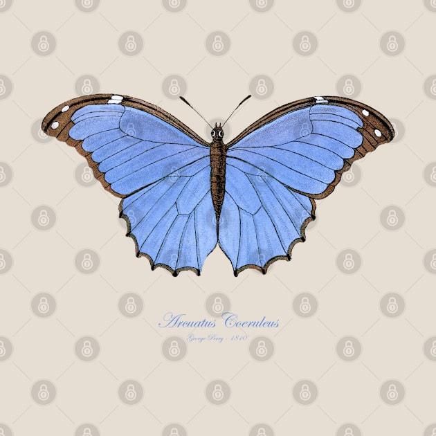 Butterfly - Menelaus Blue Morpho, Morpho Menelaus Coeruleus or Arcuatus Coeruleus by SPJE Illustration Photography