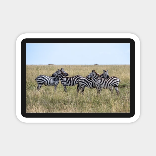 Zebras: Sticking together. Serengeti National Park Magnet by AndrewGoodall