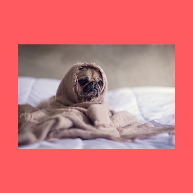 pug in a blanket by Wanderingangel