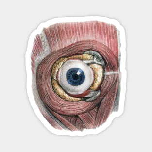 Vintage Human Anatomy Eyeball Magnet