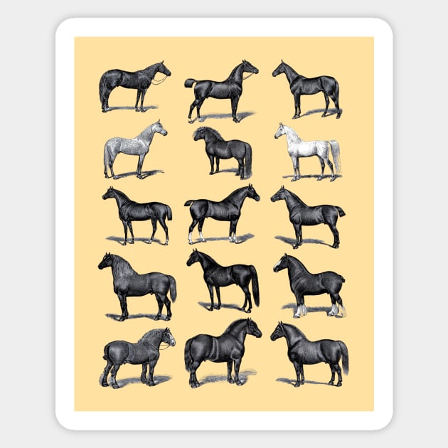 Vintage Horse Breed Chart Horses Sticker TeePublic