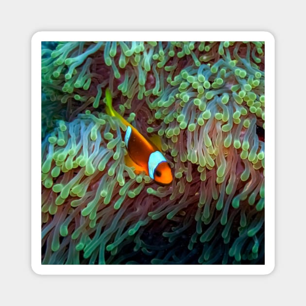 Clownfish Magnet by likbatonboot