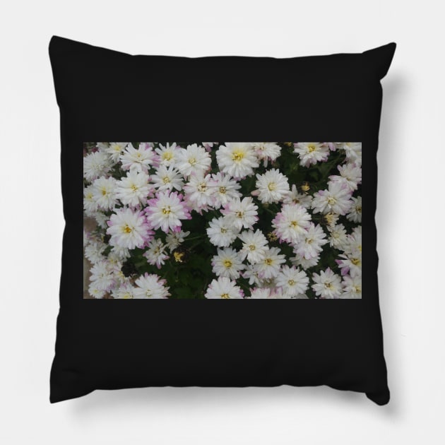 White and Purple Mums - Flowers Pillow by A2Gretchen