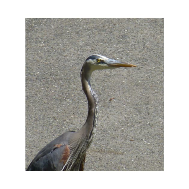 Driveway heron by AmyKalish