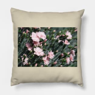 Wild pale pink carnations photography Pillow