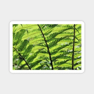 Sunlight weaving through fern fronds Magnet