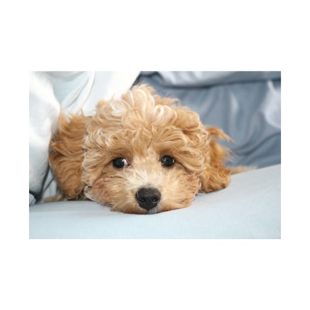 Sleepy Maltipoo Puppy by Furtographic