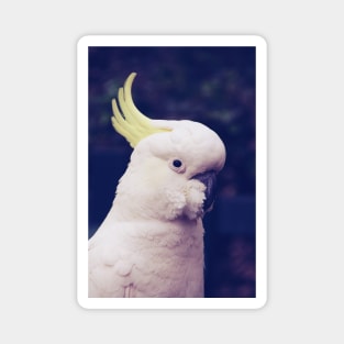 Sulfur Crested Cockatoo Magnet