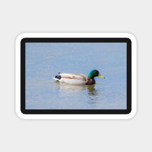 Mallard Magnet