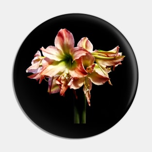 Amaryllis - A Lovely Pink and White Amaryllis Pin