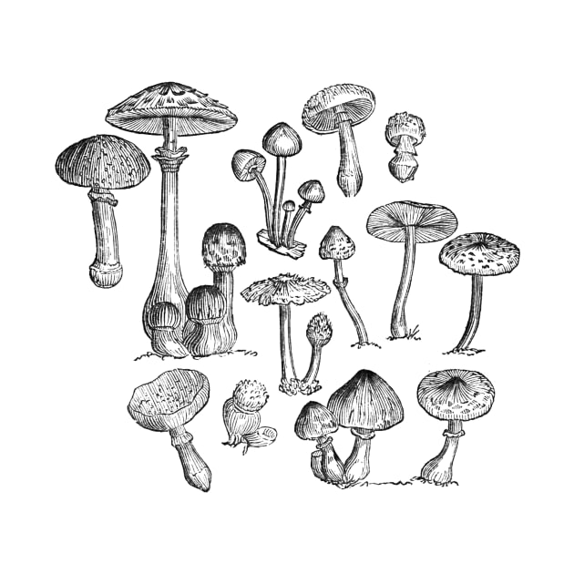 fungi by mydearboy