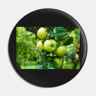 Bunch Of Apples On Tree Branch - Healthy Fruit Abstract Pin