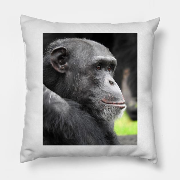 Chimpanzee Pillow by kirstybush